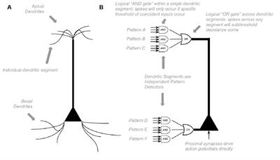 An Attempt at a Unified Theory of the Neocortical Microcircuit in Sensory Cortex